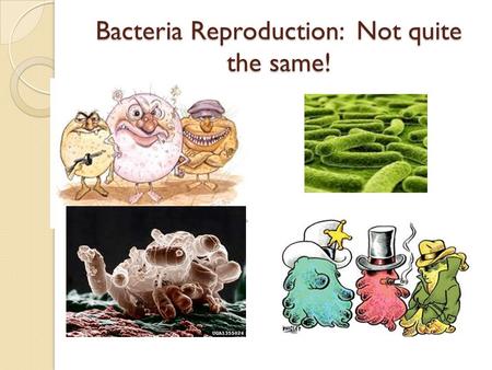 Bacteria Reproduction: Not quite the same!. What type of cells are bacteria? Prokaryotic cells: Single celled Have a single strand of DNA and some plasmids.