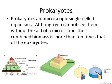 Prokaryotes Prokaryotes are microscopic single-celled organisms. Although you cannot see them without the aid of a microscope, their combined biomass is.