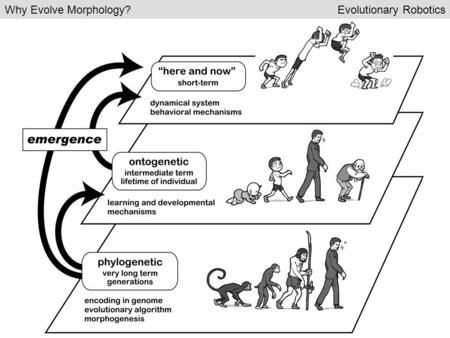 Why Evolve Morphology?Evolutionary Robotics. No Morphological Scaffolding Morphological Scaffolding Evolutionary Time Development Time Why Evolve Morphology?Evolutionary.