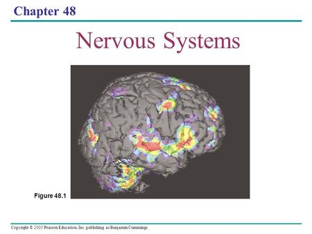 Copyright © 2005 Pearson Education, Inc. publishing as Benjamin Cummings Chapter 48 Nervous Systems Figure 48.1.