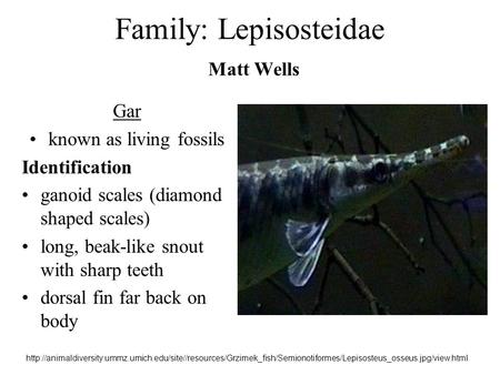 Family: Lepisosteidae Matt Wells Gar known as living fossils Identification ganoid scales (diamond shaped scales) long, beak-like snout with sharp teeth.