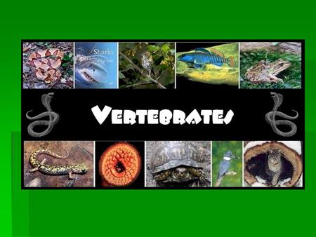 The Vertebrates Phylum: Chordata Subphylum: Vertebrata.