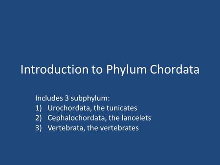 Introduction to Phylum Chordata