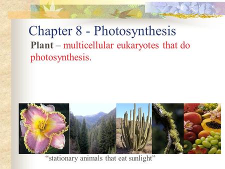 Chapter 8 - Photosynthesis Plant – multicellular eukaryotes that do photosynthesis. “stationary animals that eat sunlight”