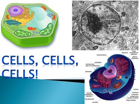  A cell is the smallest unit of all living beings. ◦ They are the structrural and functional units for all thing things  How many cells are.