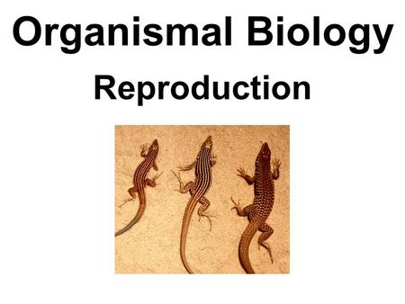 Organismal Biology Reproduction. Sexual and asexual.