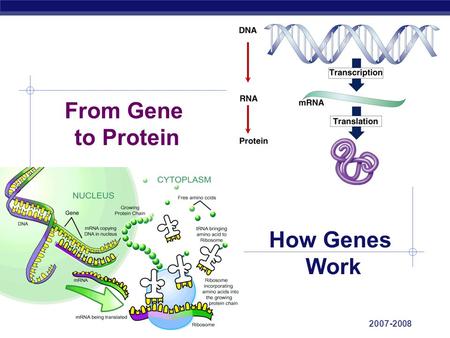 AP Biology 2007-2008 From Gene to Protein How Genes Work.