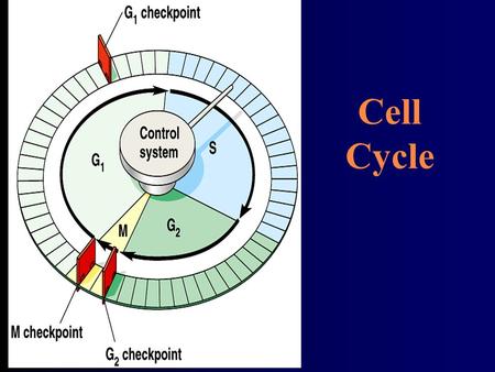Cell Cycle.