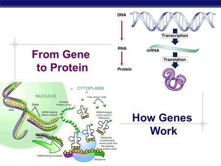 AP Biology From Gene to Protein How Genes Work AP Biology Nucleolus Function  ribosome production build ribosome subunits from rRNA & proteins exit.