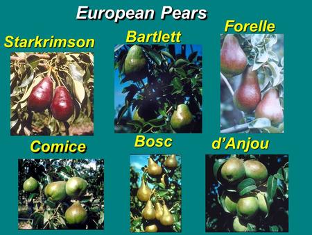 ComiceComice Bosc d’Anjou Forelle Starkrimson Bartlett European Pears.