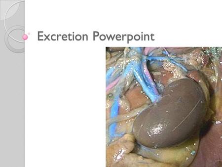 Excretion Powerpoint. Urinary System Based on: Mader, S., Inquiry Into Life, McGraw-Hill.