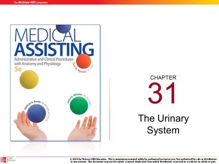 31 The Urinary System.
