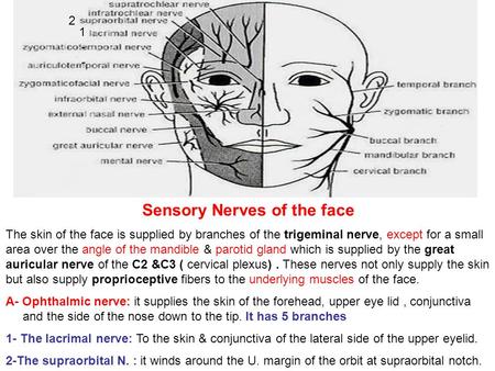 Sensory Nerves of the face