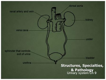 Structures, Specialties, & Pathology Urinary system Ch 9.
