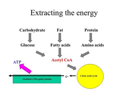 Extracting the energy e- Carbohydrate Fat Protein Glucose Fatty acids