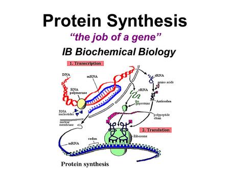 Protein Synthesis “the job of a gene” IB Biochemical Biology.