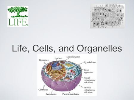 Life, Cells, and Organelles. What is it like inside a cell?  inner-life-of-a-cell/
