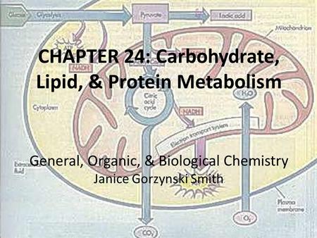 CHAPTER 24: Carbohydrate, Lipid, & Protein Metabolism