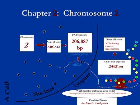 Chapter 2: Chromosome 2 mRNA transcription translation Amino acid sequence Name of Protein DNA Sequence Name of Gene Chromosome What does this protein.