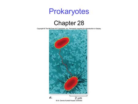 Prokaryotes Chapter 28. 2 The First Cells Microfossils are fossilized forms of microscopic life -Oldest are 3.5 billion years old.