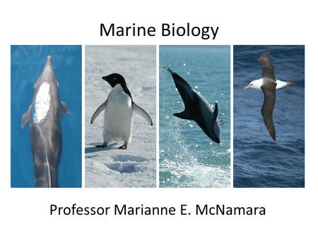 Marine Biology Professor Marianne E. McNamara. Before we get our feet wet… Who are you? Your major Your year/Part time or full time Your plans Your objectives.