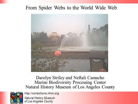 Natural History Museum of Los Angeles County From Spider Webs to the World Wide Web Darolyn Striley and Neftali Camacho Marine.