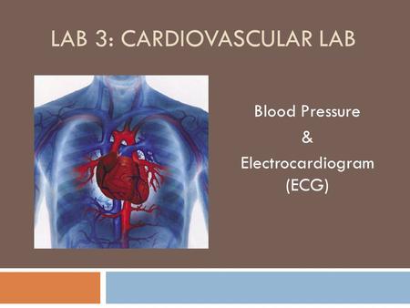 Lab 3: Cardiovascular Lab
