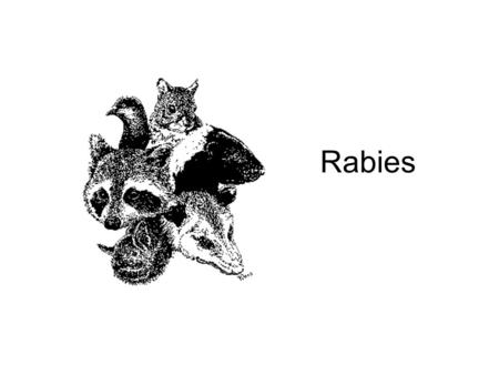 Rabies. The infectious path of Rabies virus Just the Facts Possible in any mammal. Occurs mostly in wild animals like raccoons, skunks, bats, and foxes.