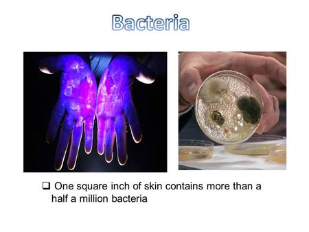  One square inch of skin contains more than a half a million bacteria.