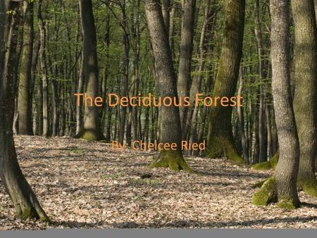The Deciduous Forest By: Chelcee Ried. Location Eastern half of the United States Canada Europe Parts of Russia China Japan.