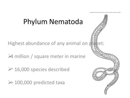 Phylum Nematoda Highest abundance of any animal on planet:  4 million / square meter in marine  ~ 16,000 species described  > 100,000 predicted taxa.