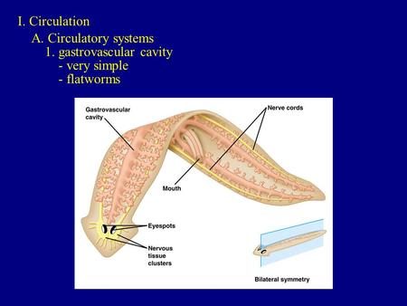 I. Circulation A. Circulatory systems 1. gastrovascular cavity - very simple - flatworms.