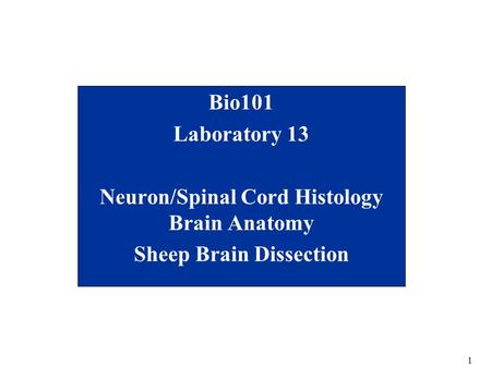 Neuron/Spinal Cord Histology Brain Anatomy Sheep Brain Dissection