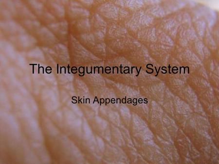 The Integumentary System Skin Appendages. A skin appendage is defined as anything that assists the skin with its function –expelled cells from the epidermis.