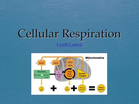 Define cellular respiration  Cell respiration is the controlled release of energy from organic compounds in cells to form ATP  Covalent bonds are slowly.