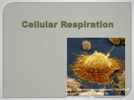 Cellular Respiration  mages/Issues/2013/May/b- cells.jpg?mw=900.