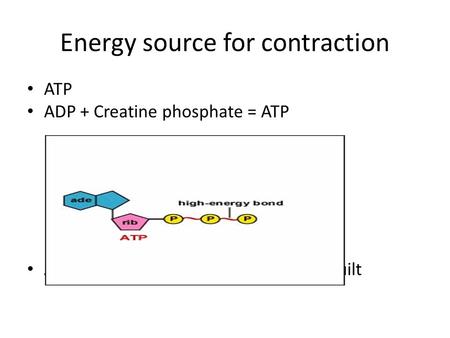 Energy source for contraction ATP ADP + Creatine phosphate = ATP ATP is constantly broken down and rebuilt.