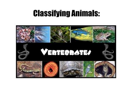 Classifying Animals:. Animals with a backbone are called vertebrates. Scientists put all vertebrates together into one group in the animal kingdom. Vertebrates.