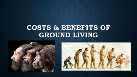COSTS & BENEFITS OF GROUND LIVING. COSTS & BENEFITS Major benefit – tree living = safety from predators. Major benefit – tree living = safety from predators.