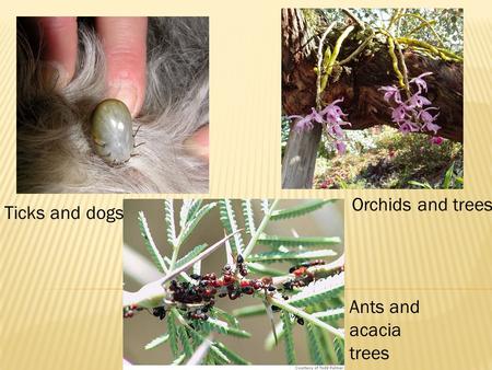 Orchids and trees Ticks and dogs Ants and acacia trees.
