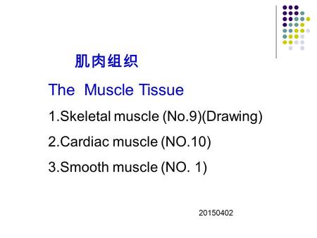 肌肉组织 The Muscle Tissue Skeletal muscle (No.9)(Drawing)