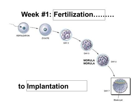 Week #1: Fertilization……… MORULA to Implantation.