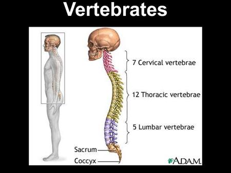 Vertebrates. Which of these is most closely related to you?
