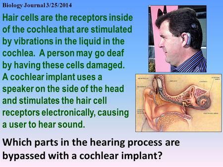 Biology Journal 3/25/2014 Hair cells are the receptors inside of the cochlea that are stimulated by vibrations in the liquid in the cochlea. A person may.