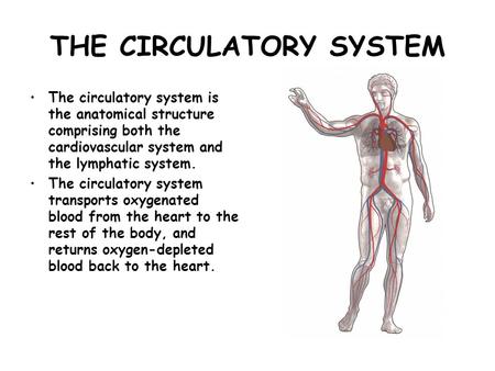 THE CIRCULATORY SYSTEM The circulatory system is the anatomical structure comprising both the cardiovascular system and the lymphatic system. The circulatory.