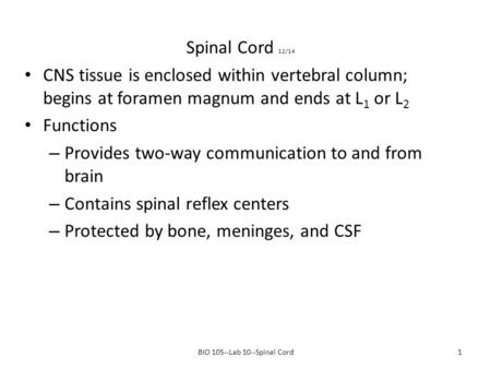 Spinal Cord 12/14 CNS tissue is enclosed within vertebral column; begins at foramen magnum and ends at L 1 or L 2 Functions – Provides two-way communication.