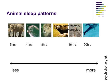 Animal sleep patterns lessmore 4hrs20hrs16hrs3hrs8hrs Sleep patterns vary by species psychlotron.org.uk.