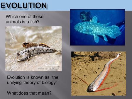 Which one of these animals is a fish? Evolution is known as the unifying theory of biology What does that mean?