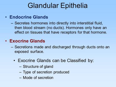 Glandular Epithelia Exocrine Glands can be Classified by: –Structure of gland –Type of secretion produced –Mode of secretion Endocrine Glands –Secretes.
