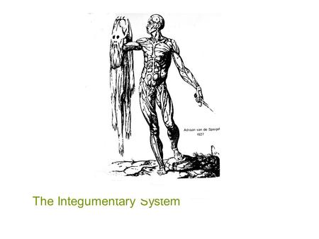 The Integumentary System.  Integument means covering.  Skin and its appendages make up the integument system  It covers about 3,000 square inches of.